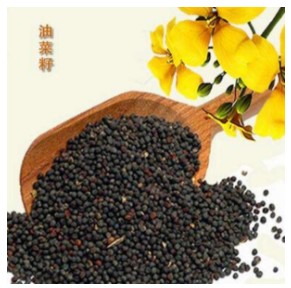 油菜籽检测