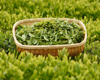 绿茶检测，茶叶质量检测，茶叶农残检测，铁观音检测食品安全检测CNASCMA资质检测报告