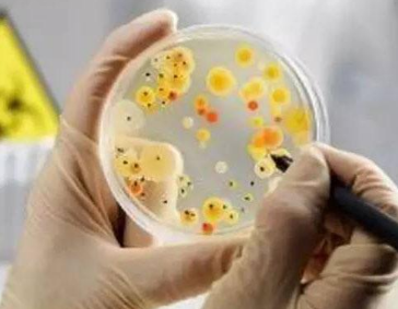 食品中微生物检测，金黄色葡萄球菌，沙门氏菌，志贺氏菌